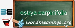 WordMeaning blackboard for ostrya carpinifolia